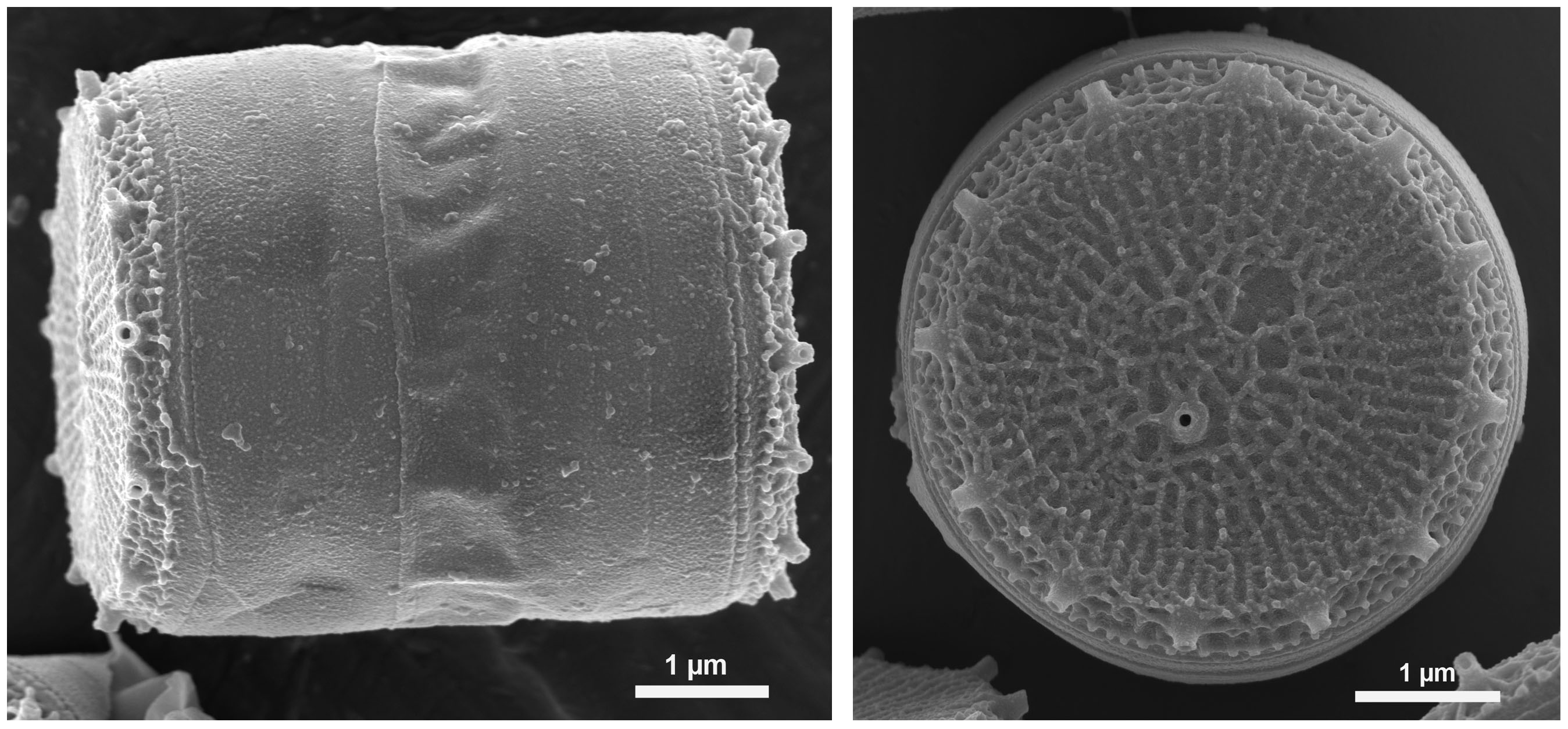 Diatom Silicification Mineral Formation by Phytoplankton